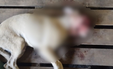 Cadela tem rosto desfigurado em caso de suspeita de maus-tratos 