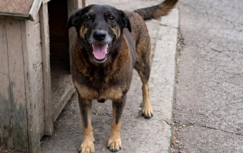 Cão Orelha: MP pede arquivamento e descarta maus-tratos após nova perícia