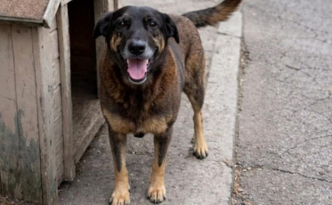 Cão Orelha: MP pede arquivamento descarta maus-tratos após nova perícia