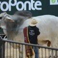 Touro de 1,4 tonelada criado em SC pode superar recorde que o fez o maior da América Latina