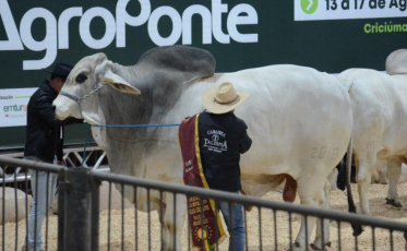 Hércules, touro gigante de Içara, volta à preparação para defender título 