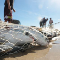 Pescadores do Sul de SC ficam de fora da cota extra da tainha