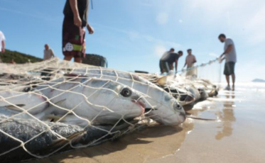 Pescadores do Sul de SC ficam de fora da cota extra da tainha