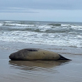 Elefante-marinho é registrado na Praia do Arpoador e retorna ao mar após monitoramento da Educamar