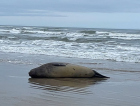 Elefante-marinho é registrado na Praia do Arpoador e retorna ao mar após monitoramento da Educamar