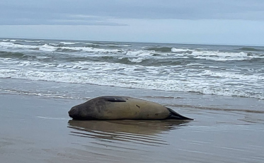 Elefante-marinho é registrado na Praia do Arpoador e retorna ao mar após monitoramento da Educamar