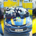 Cheiro de droga entrega motorista e PRF apreende 24 quilos de skunk na BR-101
