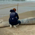  Filhote de baleia-franca é encontrado morto em praia de Garopaba