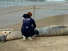  Filhote de baleia-franca é encontrado morto em praia de Garopaba