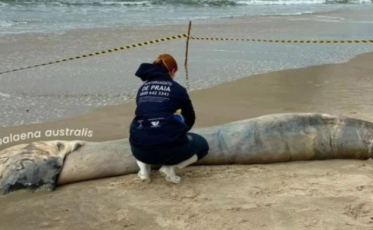  Filhote de baleia-franca é encontrado morto em praia de Garopaba