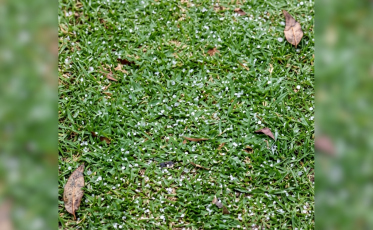 [Vídeo] Chuva de granizo atinge Siderópolis e surpreende moradores do Rio Jordão Médio