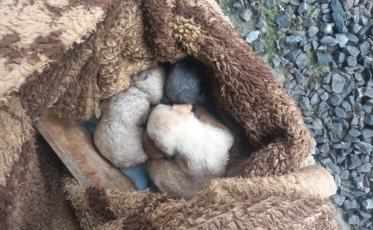 Idosa é indiciada por abandono de filhotes em Araranguá