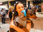 Encontro de Salsichas & Beagles reúne pets, atividades e adoção no Nações Shopping