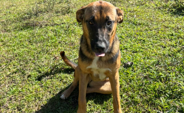 Sábado será dia de encontrar um novo amigo em Urussanga