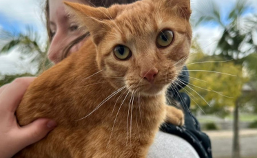 Morro da Fumaça alcança marca de mais de 600 castrações gratuitas em 2025