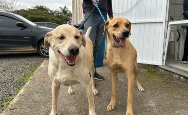 Morro da Fumaça realiza novo mutirão de castração gratuita e atende mais de 60 animais