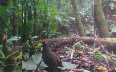 De bugios a catingueiros: fauna reaparece com força no Sul de SC