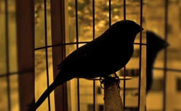 Criação clandestina é desfeita e dez pássaros são salvos em Criciúma