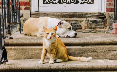 Últimos dias para castração gratuita de pets em Urussanga