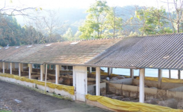 Exportações de carnes de SC batem recorde e somam US$ 3,7 bilhões até outubro