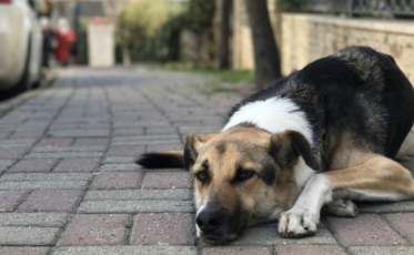 Selo de incentivo à causa animal é aprovado em Içara