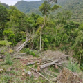 Desmatamento ilegal destrói quase 5 hectares em Jacinto Machado