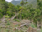 Desmatamento ilegal destrói quase 5 hectares em Jacinto Machado