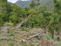 Desmatamento ilegal destrói quase 5 hectares em Jacinto Machado