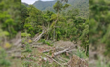 Desmatamento ilegal destrói quase 5 hectares em Jacinto Machado