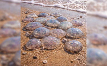 Perigo no mar: águas-vivas são avistadas em praias de SC e acendem sinal de alerta