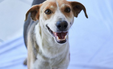 Sábado é dia de evento para adoção de animais no Nações Shopping