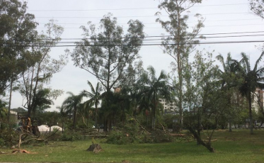 Eucaliptos são cortados no Paço Municipal