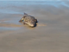 Mais um jacaré em Laguna (VÍDEO)