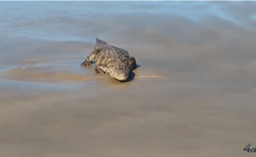 Mais um jacaré em Laguna (VÍDEO)