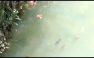 Famcri comemora aparição de peixes no Rio Criciúma: 