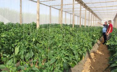 Inovação tecnológica incentiva à produção de pimentão colorido em Içara