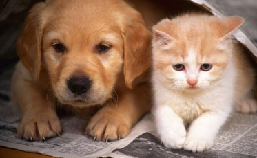 Mutirão de Castração segue de terça a sábado por tempo indeterminado