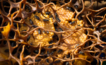 Epagri vence em seis categorias do Prêmio Expressão de Ecologia 