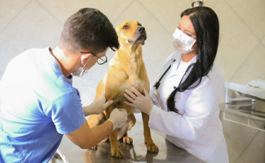 Agendamento para castração estará suspenso em Içara