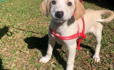 Força-tarefa vacina 49 animais contra a raiva em Criciúma