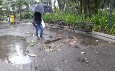 Criciúma: quedas de árvores trazem risco aos pedestres 