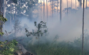 Dia da Natureza: número de incêndios em vegetação sobe mais de 250% em SC