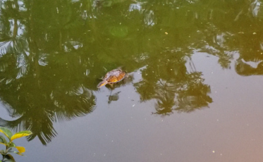 Lago sujo, peixes e tartarugas mortas na Praça do Congresso (VÍDEO)