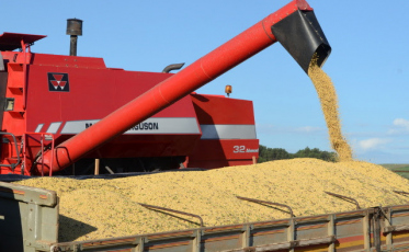 Cotação do dólar impacta preços de grãos em Santa Catarina