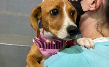 Fundave e Felinos do Aguaí promovem castração gratuita de animais domésticos  