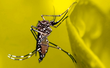 É no Sul o sétimo caso de febre amarela registrado no estado