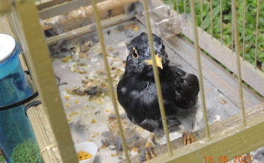 Famcri faz a apreensão de 25 aves silvestres (VÍDEO)