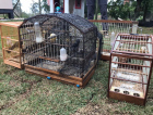 Aves mantidas em cativeiro são apreendidas em Nova Veneza
