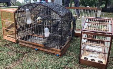 Aves mantidas em cativeiro são apreendidas em Nova Veneza