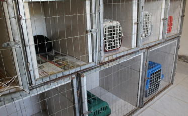 Profissionais reforçam a importância da castração de animais em Içara